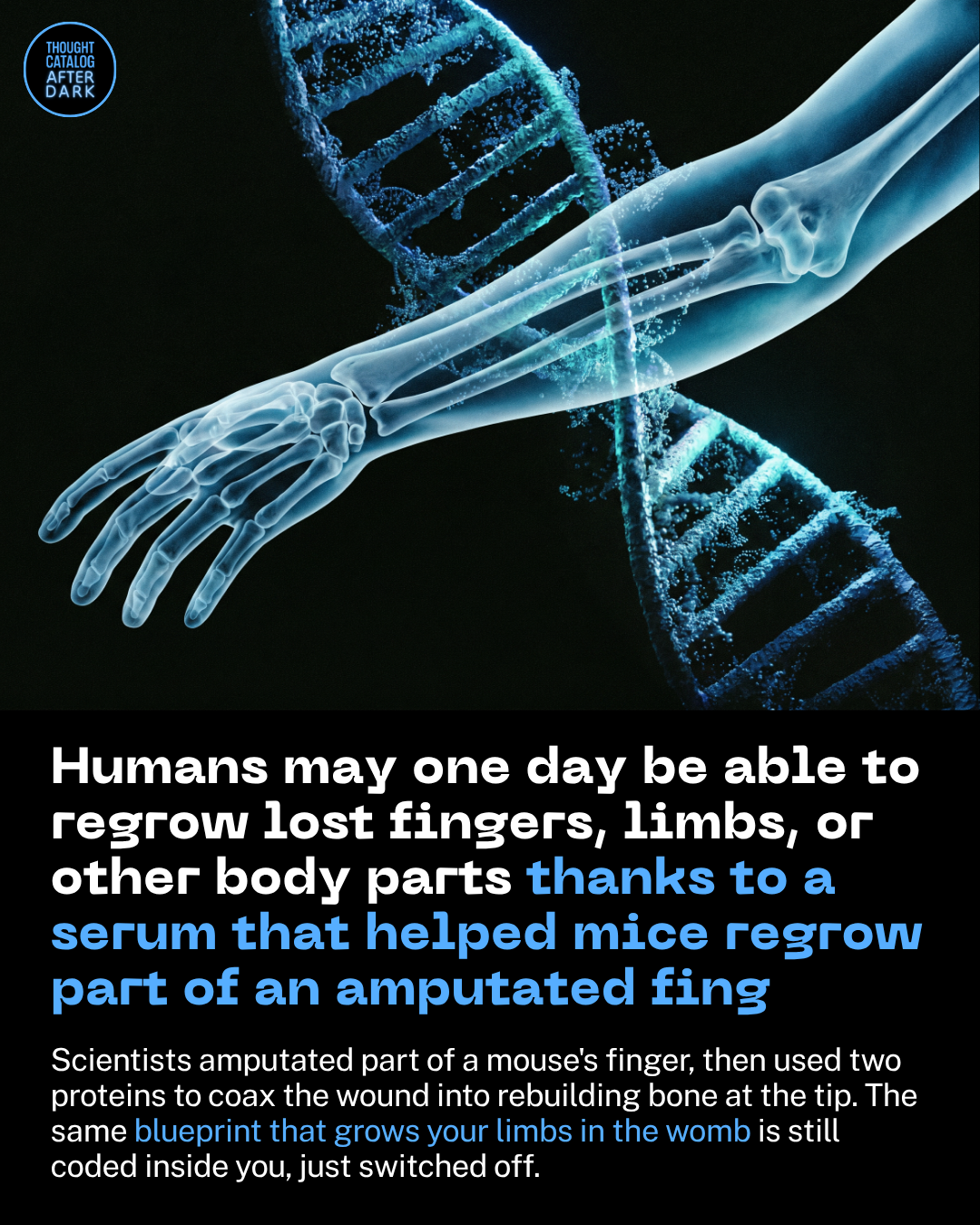 Humans May One Day Be Able to Regrow Lost Fingers, Limbs, or Other Body Parts Thanks to a Serum That Helped Mice Regrow Part of an Amputated Fing