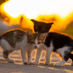 Lawsuit Reveals “Cruel” Experiments on Kittens Continue Under Kennedy and Trump istockphoto-2279849770-612x612-1