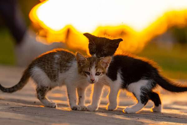 Lawsuit Reveals “Cruel” Experiments on Kittens Continue Under Kennedy and Trump
