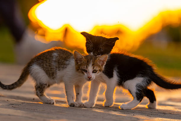 Lawsuit Reveals “Cruel” Experiments on Kittens Continue Under Kennedy and Trump