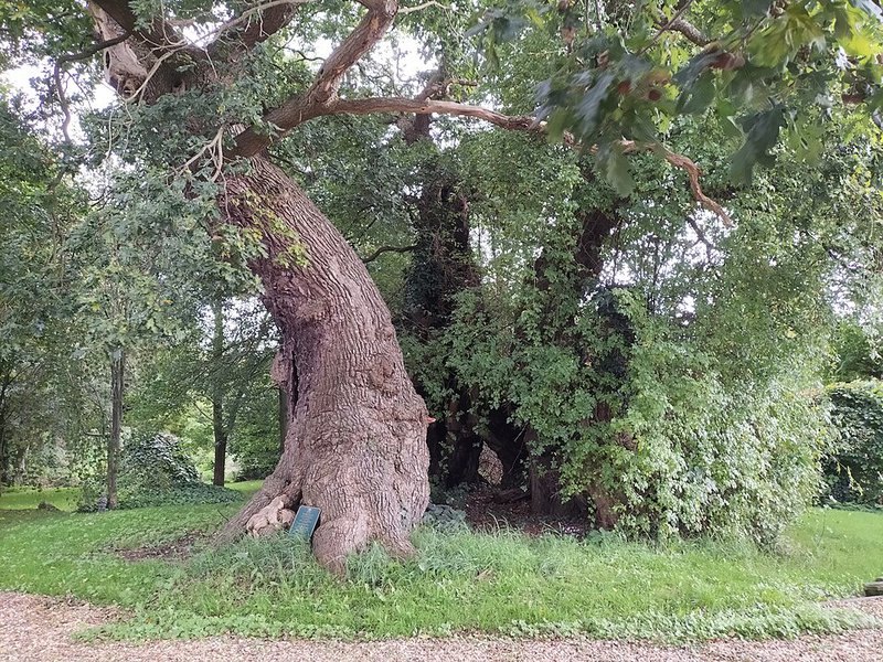 oak tree