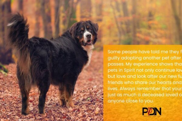 What Happens to Pets That Cross Over?