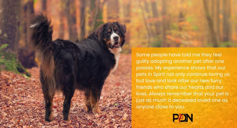 What Happens to Pets That Cross Over?