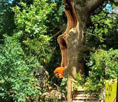 Midsummer Oak Tree Tales,Traditions & Dancing Skeletons