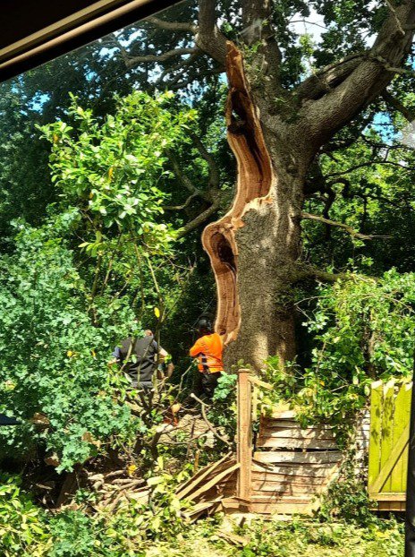 Midsummer Oak Tree Tales,Traditions & Dancing Skeletons