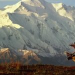 usa-alaska-denali-national-park-caribou-in-front-of-mt-mckinley-AO1137-001-53325d81573b4743b7fe93db7c2e74a0