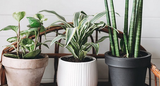 12 Indoor Plants That Help Clean The Air And Remove Toxins