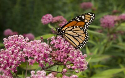 Roadside milkweed is giving monarchs a new migration highway