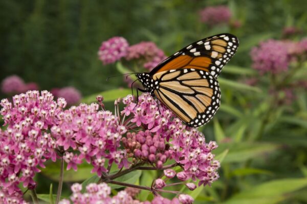 Roadside milkweed is giving monarchs a new migration highway