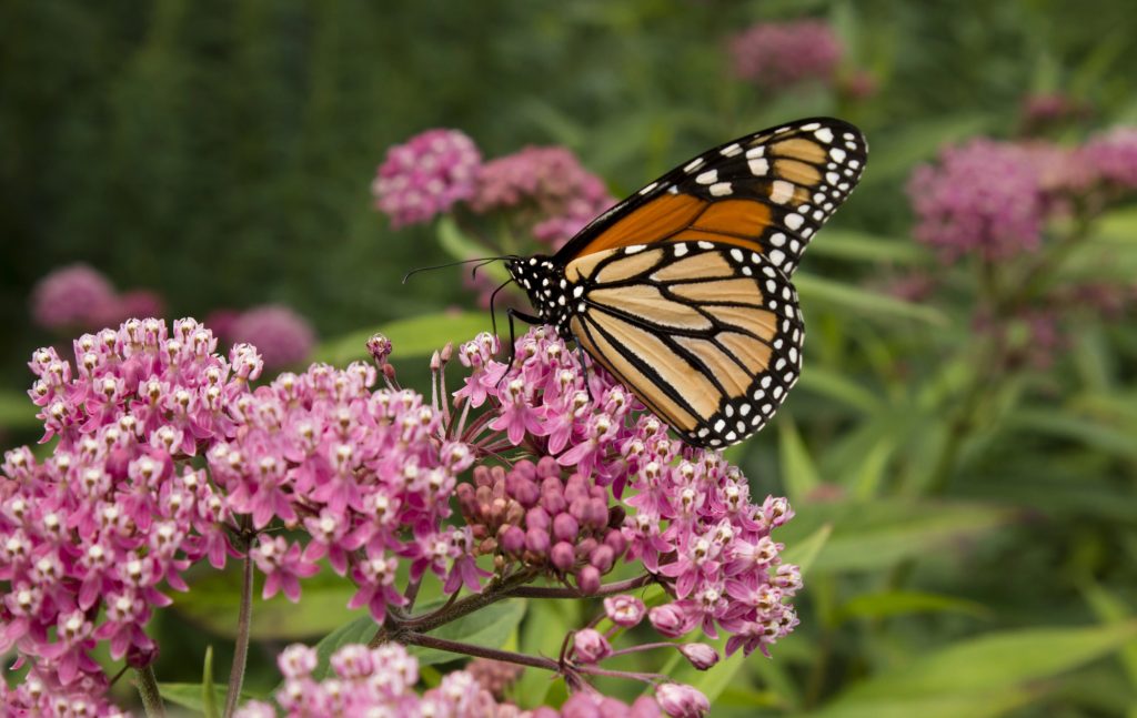 Roadside milkweed is giving monarchs a new migration highway
