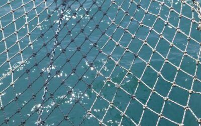 The Newcastle researcher turning ocean plastic into a dolphin rescue strategy