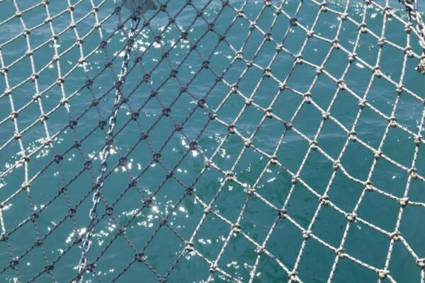 The Newcastle researcher turning ocean plastic into a dolphin rescue strategy