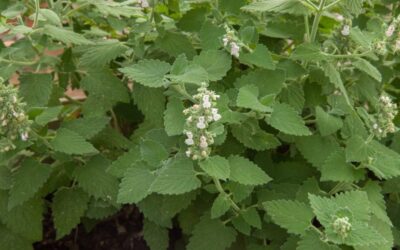 A cheap, homegrown catnip lotion could replace DEET for millions of Ugandans