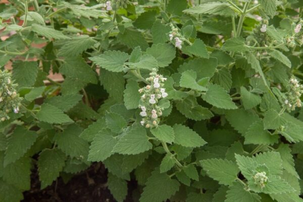 A cheap, homegrown catnip lotion could replace DEET for millions of Ugandans