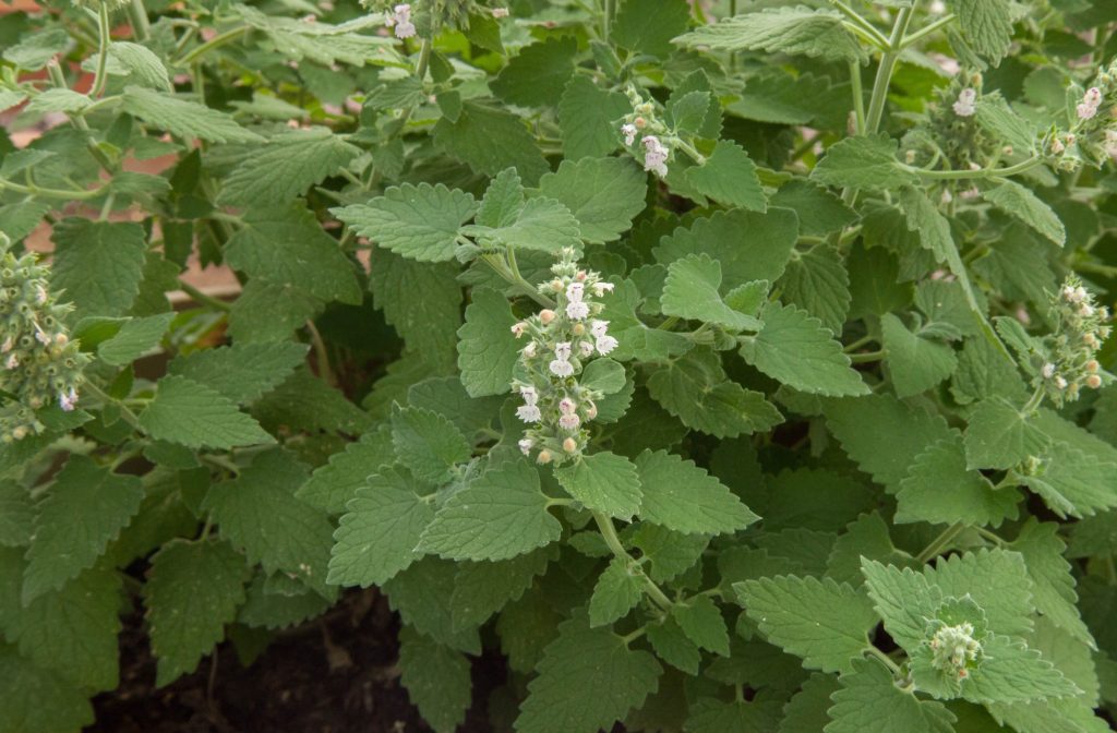 A cheap, homegrown catnip lotion could replace DEET for millions of Ugandans