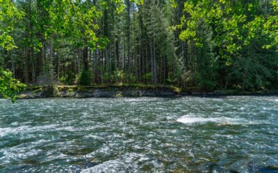 How environmental DNA turned river water into a global wildlife census