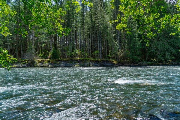 How environmental DNA turned river water into a global wildlife census