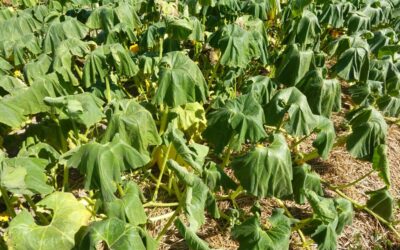 Three signs your garden is overheating and what to do about each one