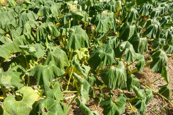 Three signs your garden is overheating and what to do about each one