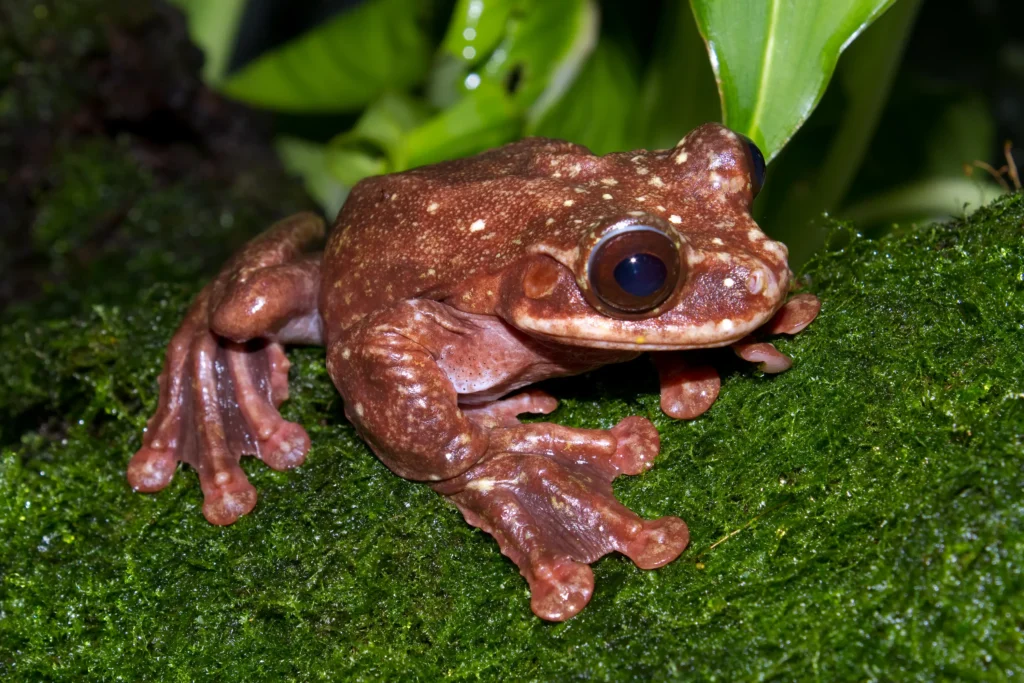 tree frog