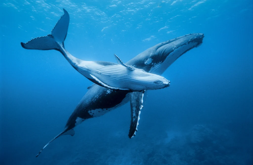 A young humpback whale-awaken