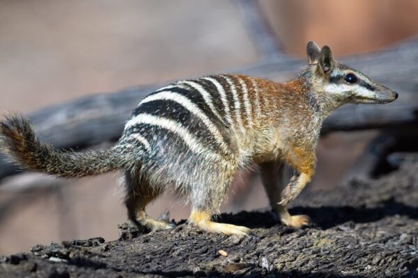 From 300 to 3,000: how Australia brought the numbat back