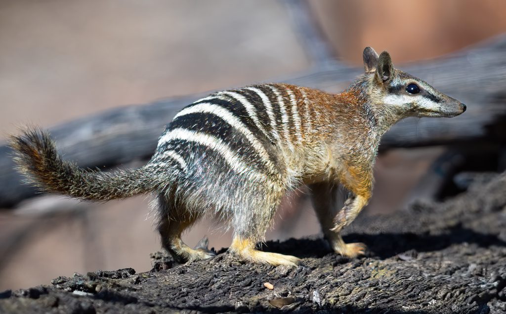 From 300 to 3,000: how Australia brought the numbat back