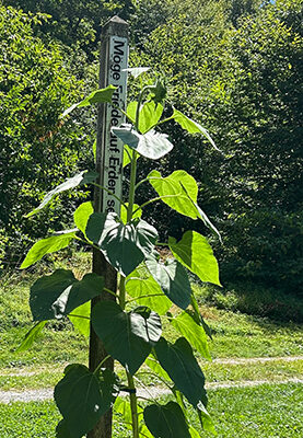 Peace Pole Spotted, Millbrook, New York, USA