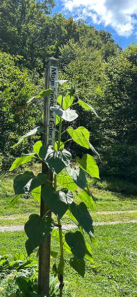Peace Pole Spotted, Millbrook, New York, USA