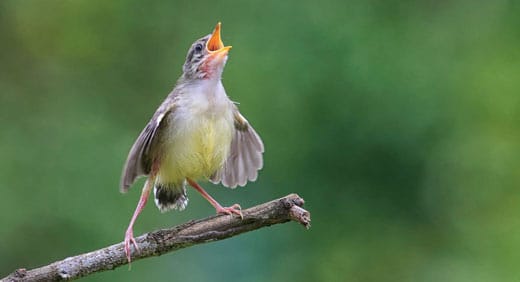 Wild Sounds: The Loss of Sonic Diversity and Why It Matters