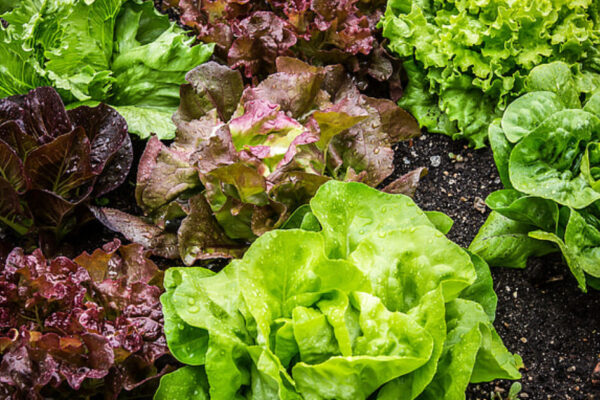 Authorities Identify Source of Nationwide Cyclospora Outbreak: Salad Distributer Used By Taco Bell