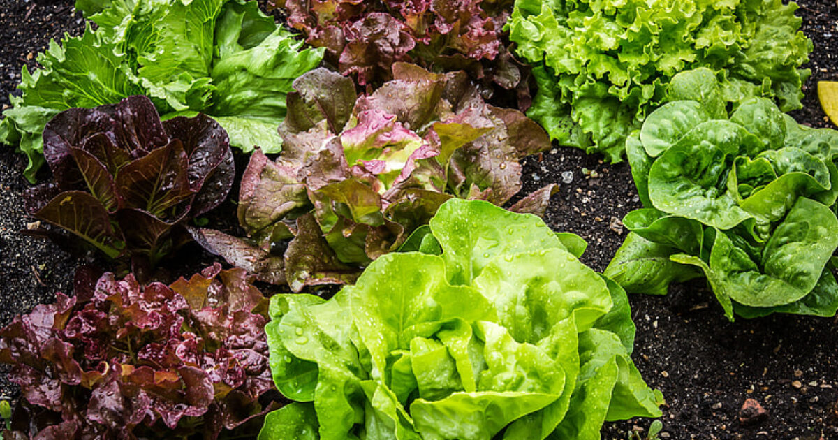Authorities Identify Source of Nationwide Cyclospora Outbreak: Salad Distributer Used By Taco Bell