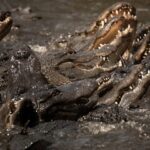Israel Proposes Surrounding Prisons With Crocodiles crocodiles