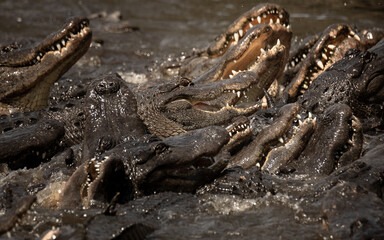 Israel Proposes Surrounding Prisons With Crocodiles