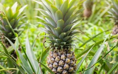 Is Pineapple Good For You — And the Planet?