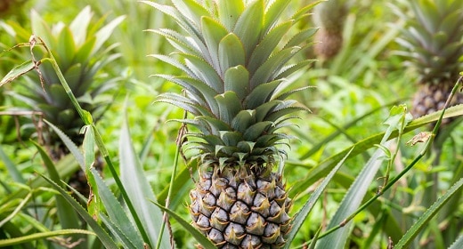 Is Pineapple Good For You — And the Planet?