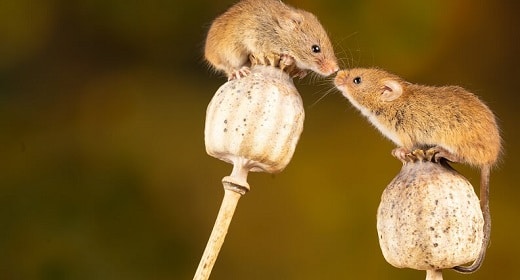 Scientists Used Cellular Rejuvenation Therapy to Rewind Aging in Mice