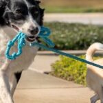 The Training That Helps Your Dog Lead A Better Life p0bzc0wl