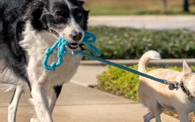 The Training That Helps Your Dog Lead A Better Life