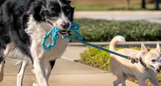 The Training That Helps Your Dog Lead A Better Life