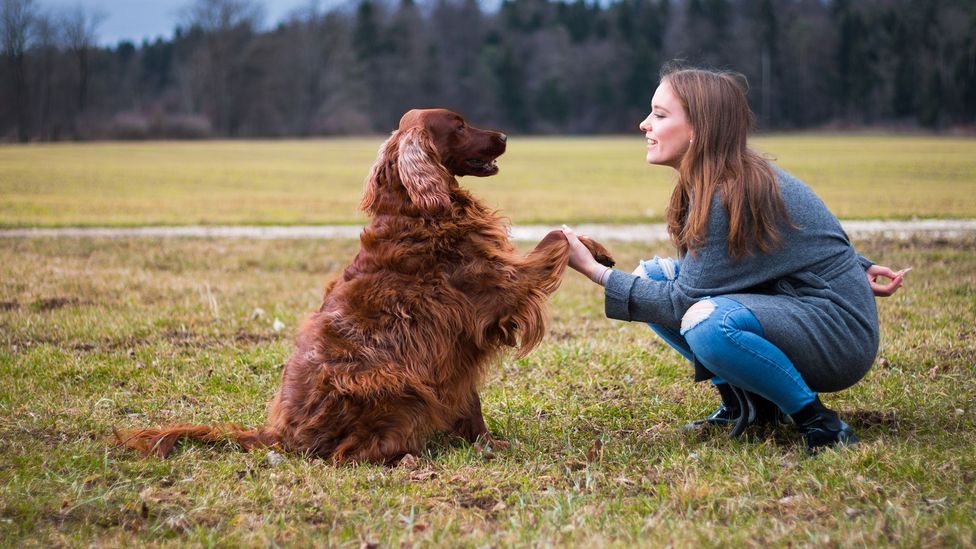 The principle of "rehearse and reward" applies to all the life skills we want from our dogs (Credit: Getty Images) The principle of "rehearse and reward" applies to all the life skills we want from our dogs (Credit: Getty Images)