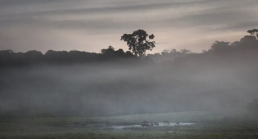 How The African Rainforest Is Helping Fight Climate Change