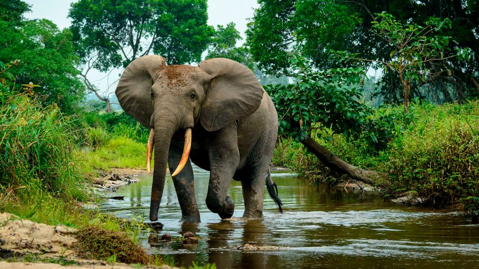 The forest elephant is found across the central African rainforest, where it disrupts vegetation growth (Credit: Getty Images) The forest elephant is found across the central African rainforest, where it disrupts vegetation growth (Credit: Getty Images)