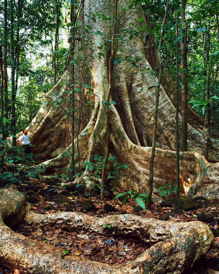 As they make their way through the forest, elephants eat and crush smaller trees, leaving more room for larger trees to grow and store carbon (Credit: Getty Images) As they make their way through the forest, elephants eat and crush smaller trees, leaving more room for larger trees to grow and store carbon (Credit: Getty Images)