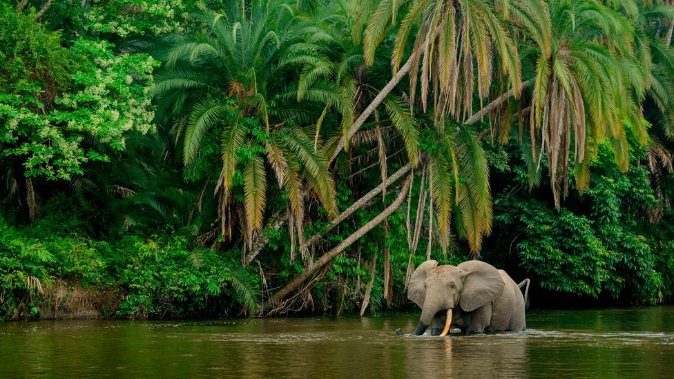 By quantifying the carbon that a forest elephant sequesters while going about its daily life, researchers hope that it can aid their conservation (Credit: Getty Images) By quantifying the carbon that a forest elephant sequesters while going about its daily life, researchers hope that it can aid their conservation (Credit: Getty Images)