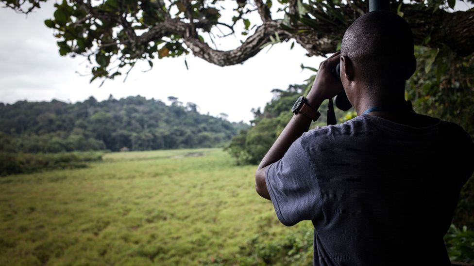 Monetising the "ecosystem services" provided by elephants could incentivise conservation, but critics question whether it will benefit local communities (Credit: Getty Images) Monetising the "ecosystem services" provided by elephants could incentivise conservation, but critics question whether it will benefit local communities (Credit: Getty Images)