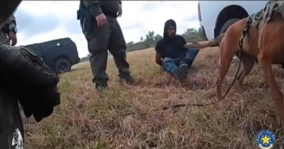 Texas DPS K-9 Locates Criminal Illegal Alien MS-13 Gang Member in Brush During 5 Mile Trek (VIDEO)