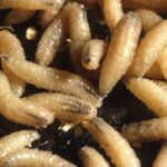 screwworm