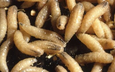 Is The Screwworm A Problem For The Meat Supply?
