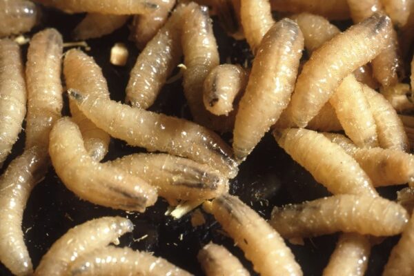 Is The Screwworm A Problem For The Meat Supply?